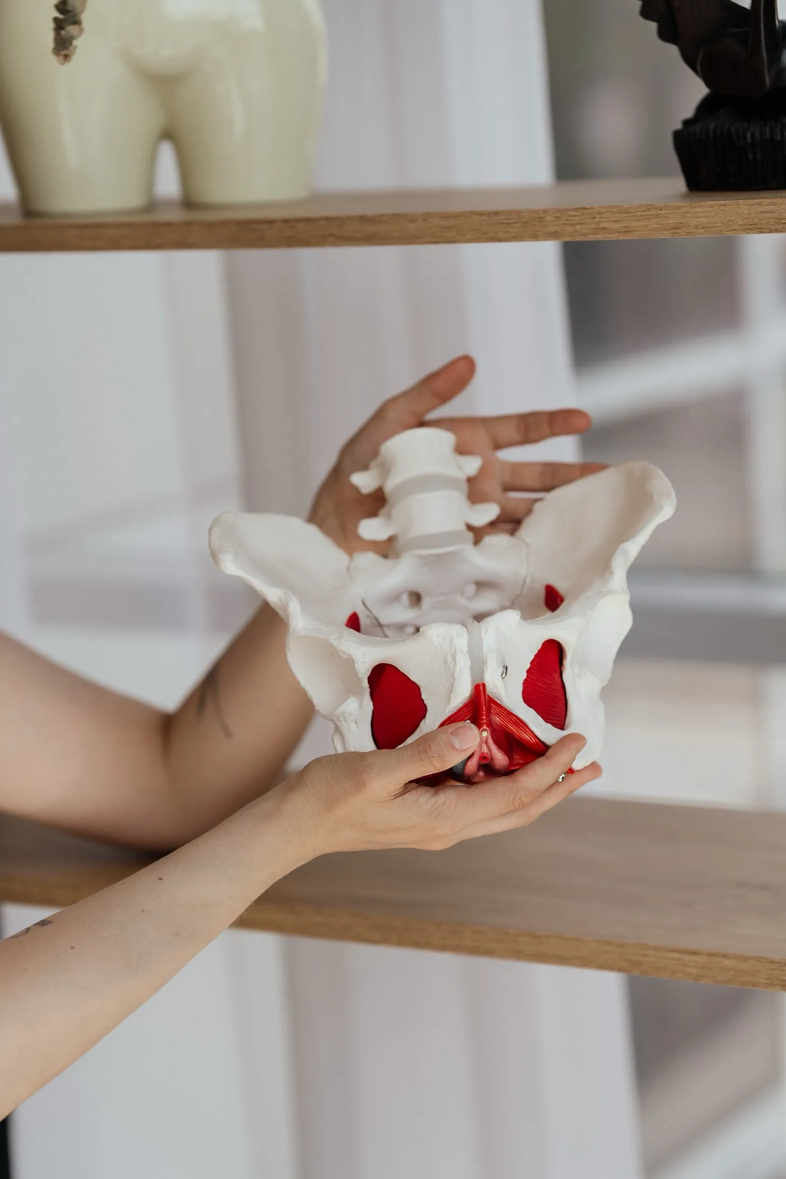 Руки тримають анатомічну модель тазу з м'язами тазового дна